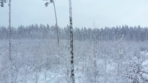 Young Winter Forest in Foreground