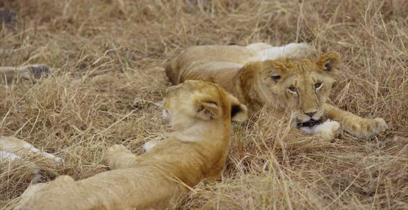 Lion cubs lying in the savanna alt