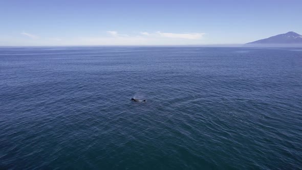 Big Orca Swimming in Dark Pacific Waters alt