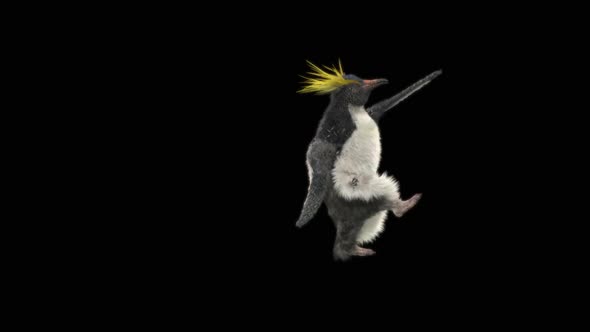 74 Penguin Dancing HD alt