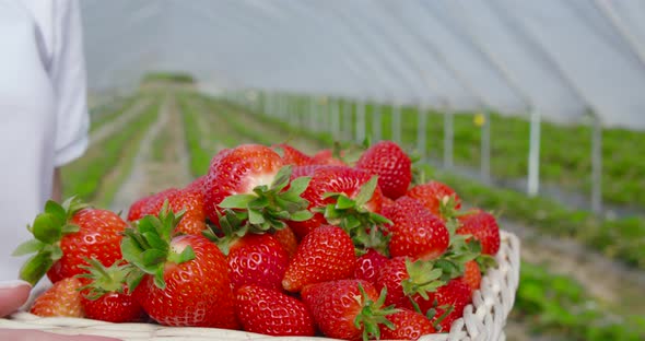 Close Up of Female Farmer Holding Basket of Strawberry alt