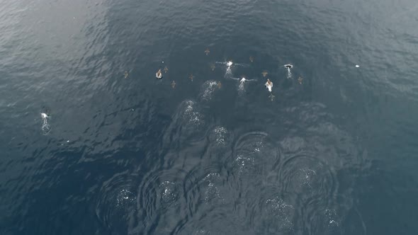 AERIAL WS TS Penguins swimming in water / Antarctic Peninsula, Antarctica