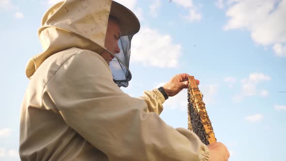 Beekeeper Looks Frame From a Bee Hive for Honey