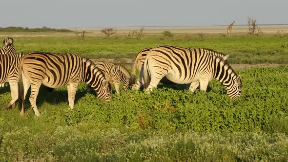 Plains Zebras On Etosha Plains alt