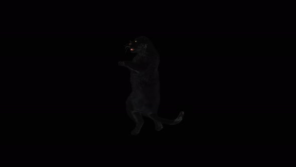 Panther Dancing 4K alt