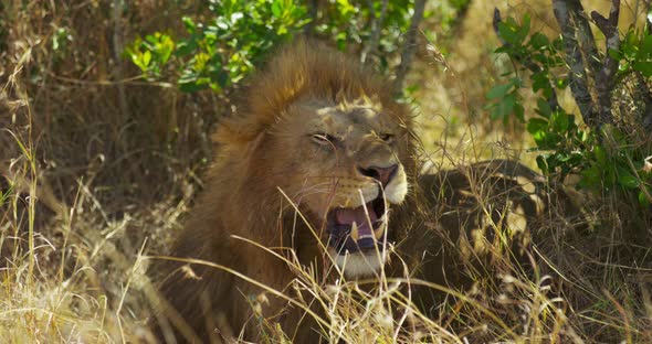 Close up view of a lion alt