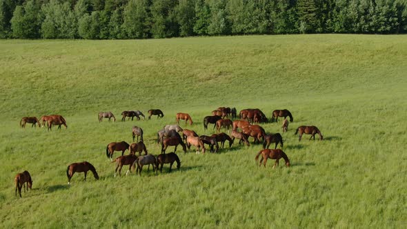 A Herd of Young Horses Is Grazing on a Green Meadow alt