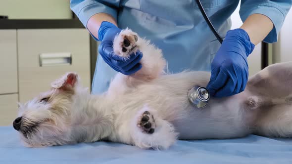 Female Veterinarian with the Help of a Stethoscope Examines the Jack Russell Dog in Clinic Health alt