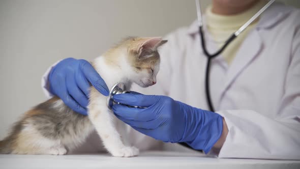 A Veterinarian in Blue Medical Gloves Listens to a Sick Kitten Using a Stethoscope