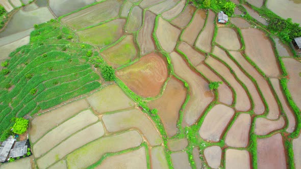 Aerial view of agriculture in rice fields for cultivation alt