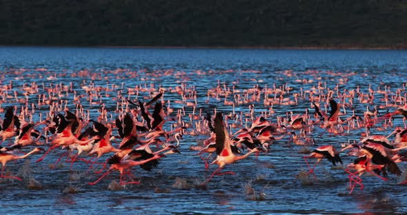 Lesser Flamingo, phoenicopterus minor, Group in Flight, Taking off from Water alt