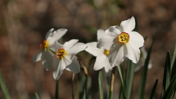 Garden flower  Narcissus poeticus close-up 4K 2160p 30fps UltraHD footage - Pheasants eye daffodil p alt