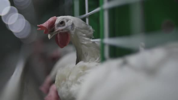Chicken At The Poultry Farm alt