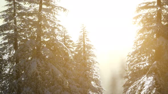 Splendid Christmas Scene in the Mountain Forest. Colorful Winter Sunrise alt