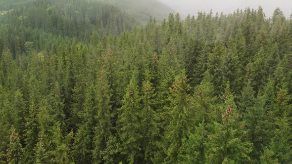 Texture of Green Fir Trees Aerial View alt