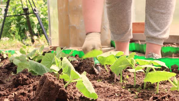 Female Hands in Gloves Carefully Dig Up Seedlings of Cucumbers with a Scoop alt