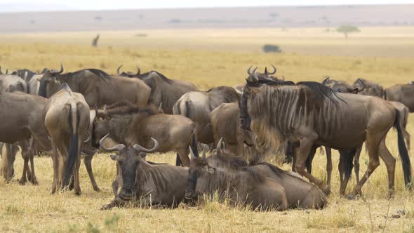 Gnus resting in Masai Mara alt