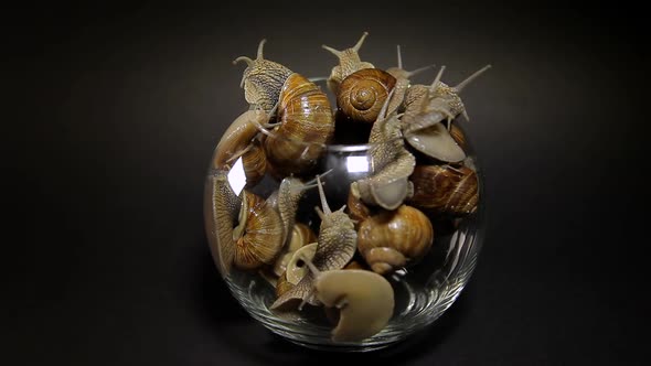 Many Snails Crawl Out of a Glass Vase.