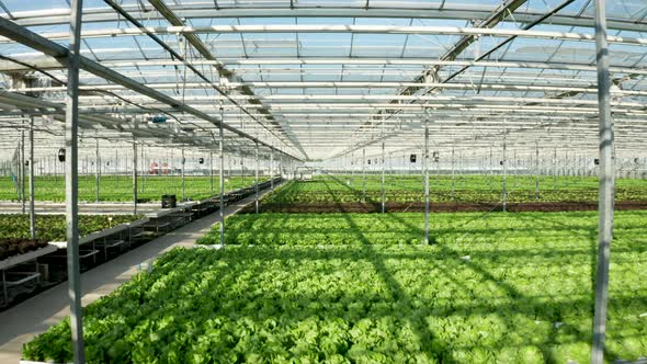 Drone Shot of Modern Greenhouse Interior with Salad Growing in It alt