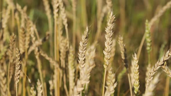 Ripe Ears of Wheat Swaying in a Light Breeze Closeup
