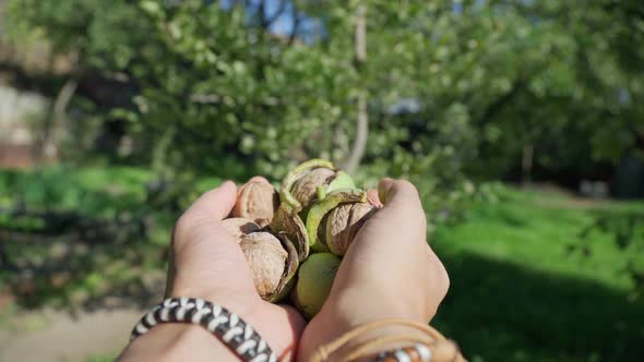 Fresh Uncleaned Green Walnuts in the Hands of a Male Farmer Closeup alt