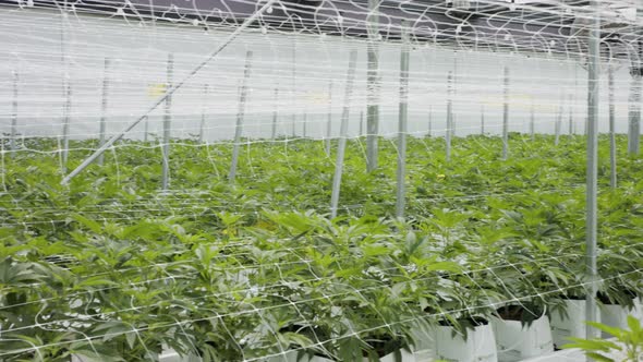 Medical Cannabis plants growing under controlled conditions in a large greenhouse alt