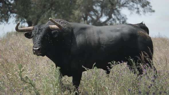 Footage of an angry bull walking in the field alt