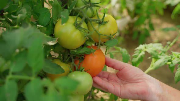 Females farmer inspecting ripe tomato on branch at farm in sunny day closeup. Human hands alt
