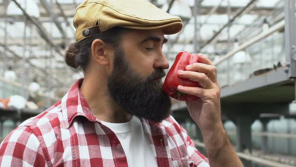 Handsome Bearded Farmer Smelling Pepper in Greenhouse, Agriculture Business