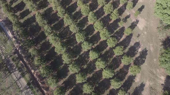 Aerial View of Trees Seen on Citrus Farm