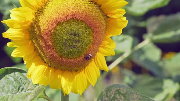 Bumble Bee on Sunflowercollecting Nectar Close Up View