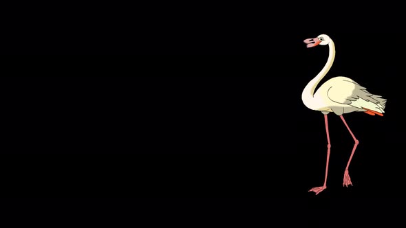 White Flamingo walks 4K alpha matte alt