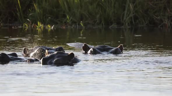 Hippos break surface of river to breathe in Okavango Delta, close up alt