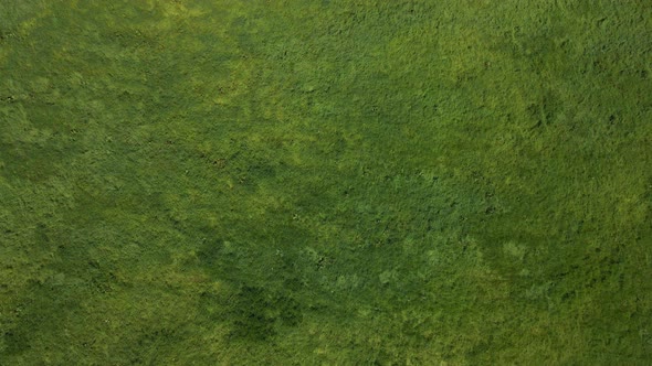 Vast Farm Landscape With Green Grass On A Sunny Day. aerial top-down alt
