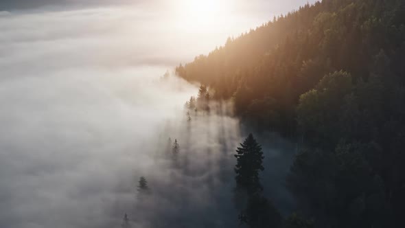 Sunrise in the Misty Mountain Forest