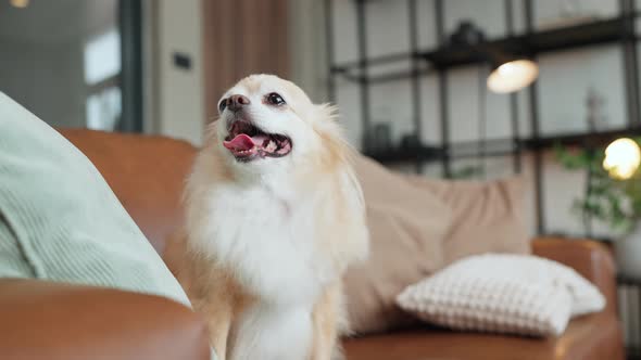 cute tongue out chihuahua smiling dog relax on sofa at living room