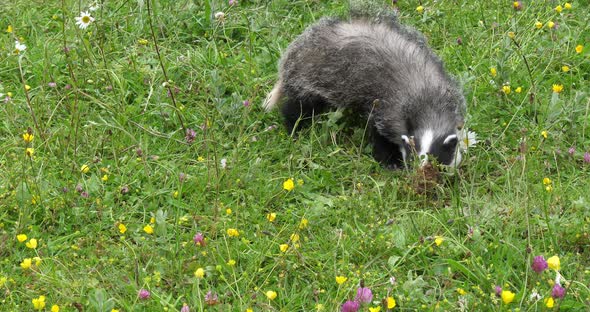 European Badger, meles meles, Adult walking on Grass, Normandy in France, Slow motion 4K alt
