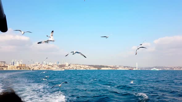 Seagulls Flying Over Bosphorus