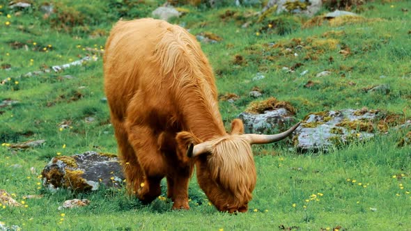 Highland Cattle Cows Graze On A Summer Pasture alt