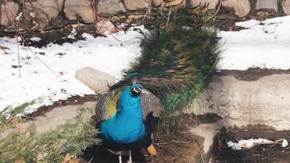 Slow Motion a Male Pheasant Stands Next to the Snow