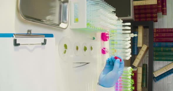 A Researcher's Hand in a Protective Glove Holds a Dripping Chemical on the Petals of a Genetically alt