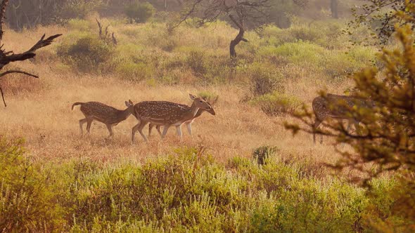 Chital or Cheetal, Also Known As Spotted Deer, Chital Deer, and Axis Deer alt