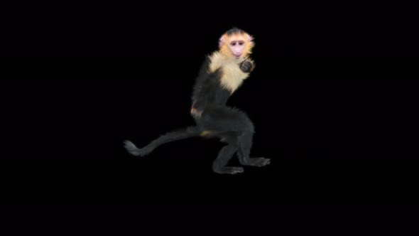 Monkey Dance 4K alt