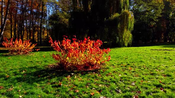 Aerial drone view of a flying in the autumn park. alt
