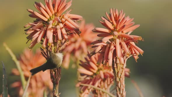 Close Up Canary Islands Chiffchaff Feeds on the Nectar of Aloe Blossoms alt