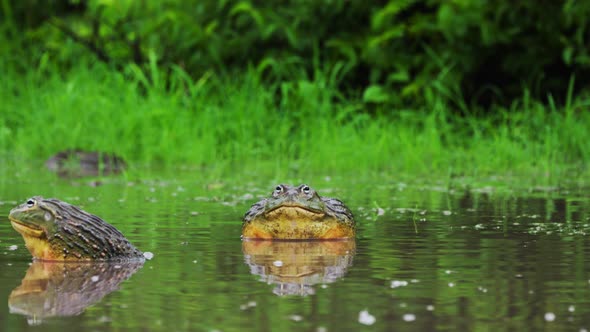 Male African Bullfrog Inflating Its Vocal Sac That Makes A Mating Call In Central Kalahari Game Rese alt