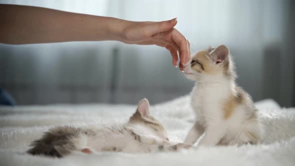 The Kitten Sniffs and Caresses the Hand of Its Owner in a Funny Way