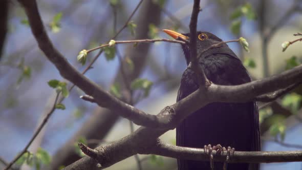 Close low shot of a young Blackbird, sitting on a branch in the wind, framed to the right. The sun r alt