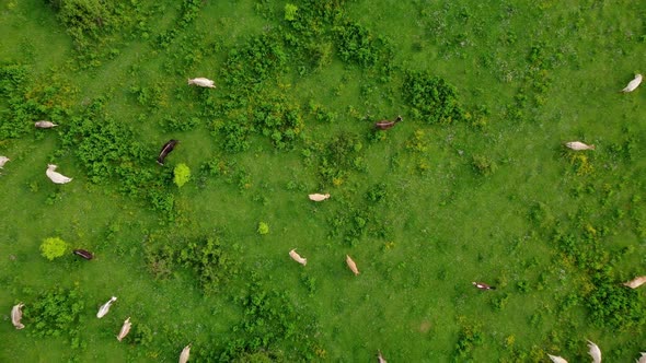 Aerial view of free grazing cows on a natural pastureland in a Europe