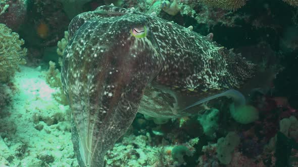 Close up of reef cuttlefish changing color on a coral reef in Raja Ampat. alt
